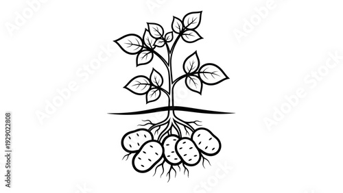 Potato plant with roots and leaves.