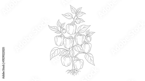 Detailed illustration of peach fruits.