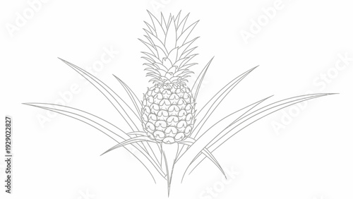 Pineapple Fruit Tropical Plant Illustration.