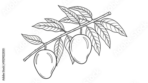 Drawing of two mangos on branch.