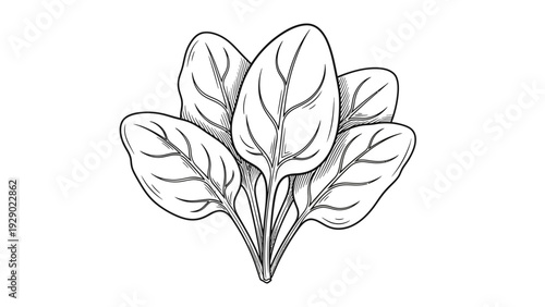 Leaves on a single stem branch.