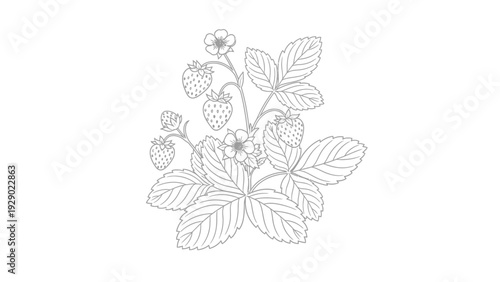 Detailed illustration of raspberry plant.