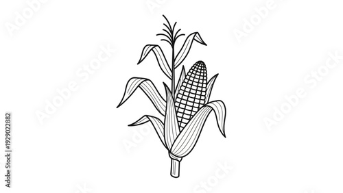 Drawing of an ear of corn.