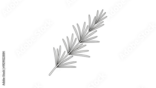 Detailed view of spruce tree branch.