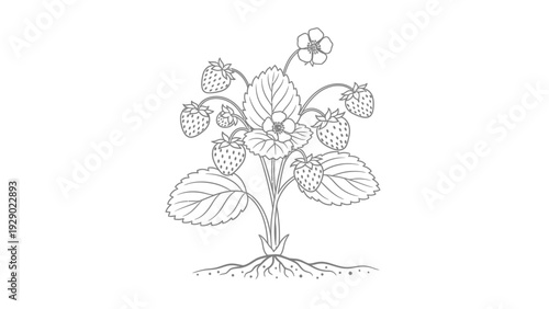 Detailed illustration of a strawberry plant.