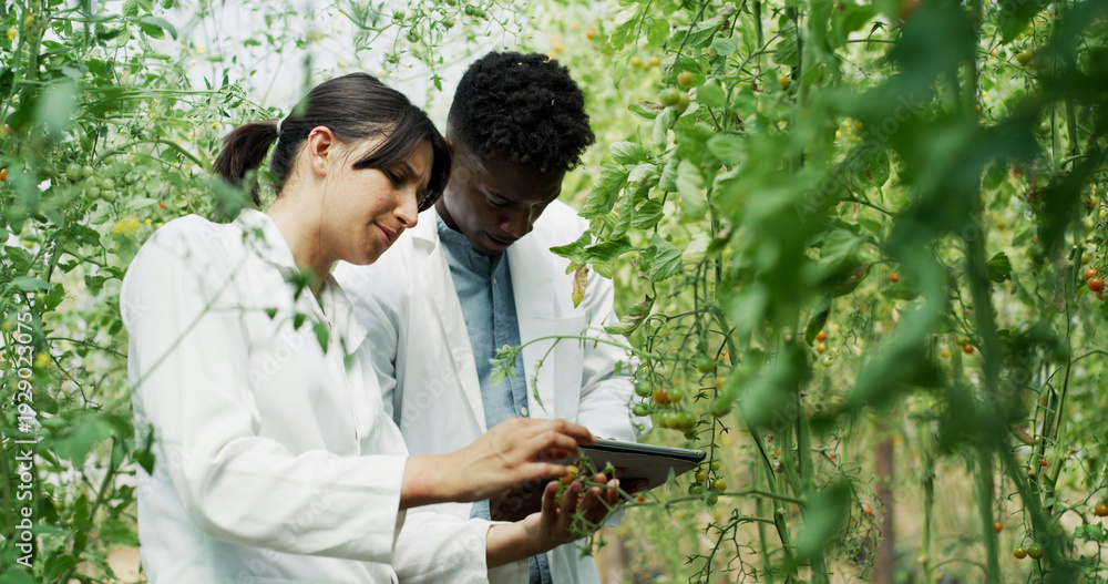 Fototapeta premium Team, online and people with tablet, farm or research for disease management, plants and agriculture. Outdoor, botanist and colleagues with tech in nature, reading and study for quality assurance