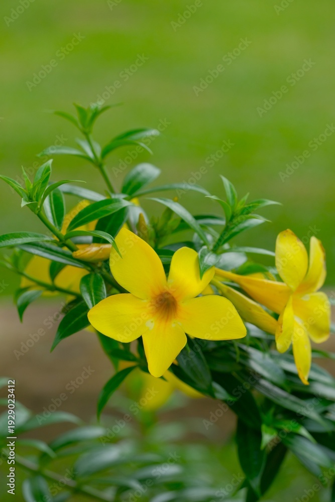 Fototapeta premium Blooming Golden Trumpet (Allamanda cathartica) in the garden. A flowering plant from tropical regions. Common name Golden Trumpet Vine, Yellow Allamanda, Bunga Akar Kuning