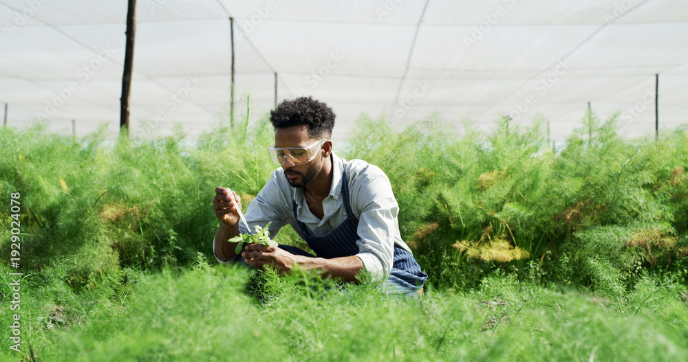 Naklejka premium Man, farmer and pipette on plant in farm for gmo food health, field trial and research. Biotech researcher, black person and liquid fertilizer on leaves outdoor for growth hormone and safety