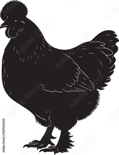 Silkie Chicken in silhouette.