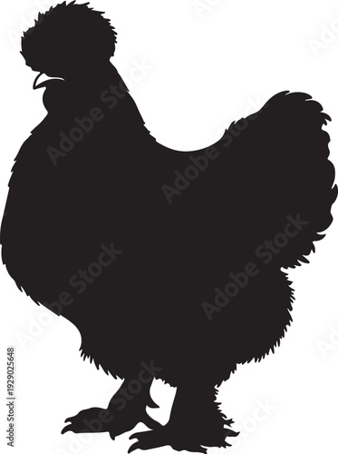 Silkie hen in silhouette on white background.