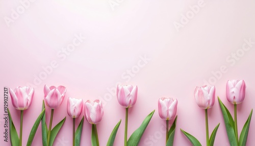 Row of pink and white tulips arranged along the bottom edge against a solid pastel background