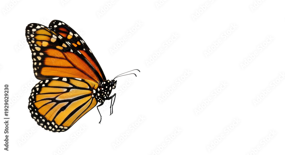 Fototapeta premium Monarch butterfly, vibrant orange wings and black veins, frozen mid-flight, extreme macro detail, top-down view on shadowless white background with copy space, concept of perfection nature and