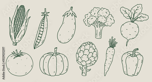 Hand-drawn vegetable set with corn, pea, eggplant, broccoli, beet, tomato, pumpkin, artichoke, carrot and pepper. Organic farm food vector illustration in outline style. Perfect for menu, recipes.