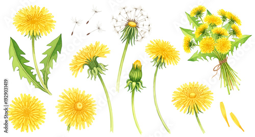 たんぽぽのイラストパーツセット（花・綿毛・種・花束・蕾）,春の花,野花,ボタニカル
