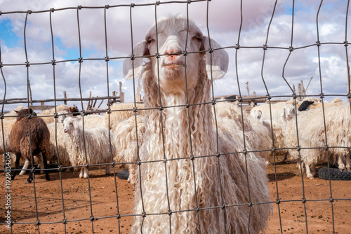 Vászonkép Angora goat looking through wire fence