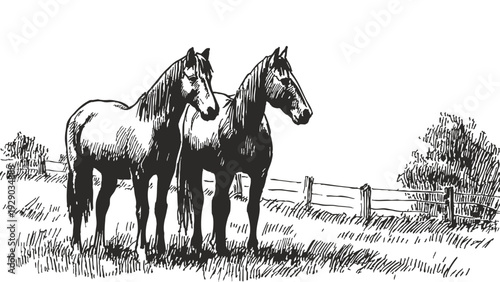 Two horses standing pasture rural countryside farm. Domestic animals near wooden fence and open field. Background for farming concept. Pencil drawn ink sketch style.