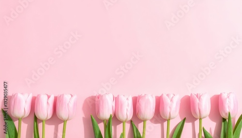 Row of light pink tulip blossoms rests along the bottom edge of a solid soft pink background surface