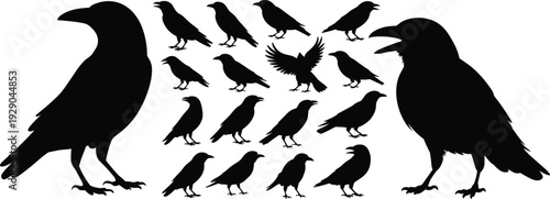 Black raven crow silhouette collection, flying standing crows set, bird vector illustration isolated on white background wildlife animal design elements
