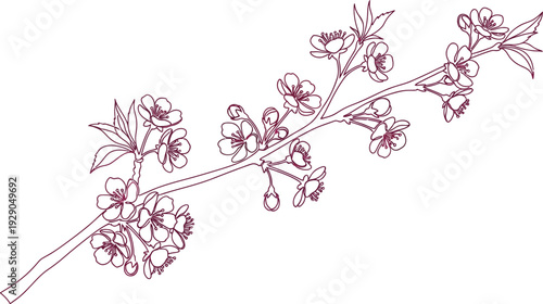 A beautiful line art illustration of a blossoming cherry tree branch with delicate flowers, perfect for spring nature designs and invitations.