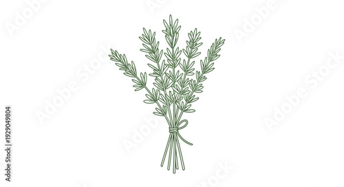 Bunch of fresh green rosemary herbs.