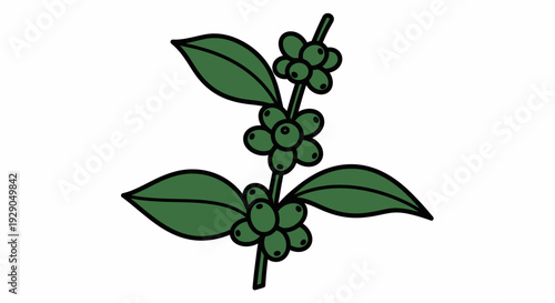 Green coffee plant with leaves.