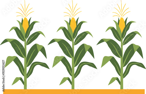 Corn Plants Growing in Row with Ripe Maize Cobs Agricultural Farming Vector Illustration Isolated on Background