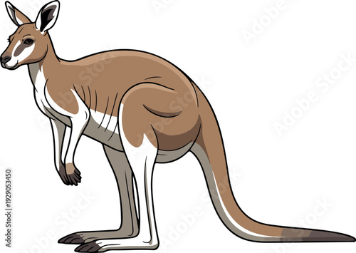 Kangaroo Illustration Showing Strong Hind Legs Long Tail Upright Posture Australian Wildlife Educational Vector Art
