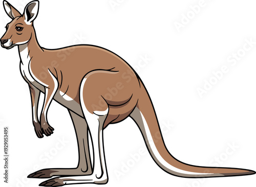 Kangaroo Illustration Showing Strong Hind Legs Long Tail Upright Posture Australian Wildlife Educational Vector Art