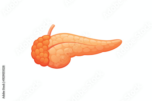 Flat 2d Vector illustration of  Detailed Illustration of a Cayenne Pepper.