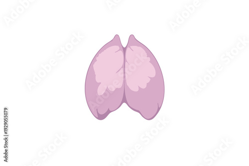 Flat 2d Vector illustration of Human  thymus gland anatomy organ.