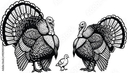 Black and White Turkey Family Illustration Featuring Tom Hen and Chick for Thanksgiving Harvest Farm Animal Nature Graphic Design Vector