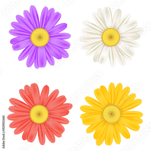 Realistic chamomile daisy flower icon collection