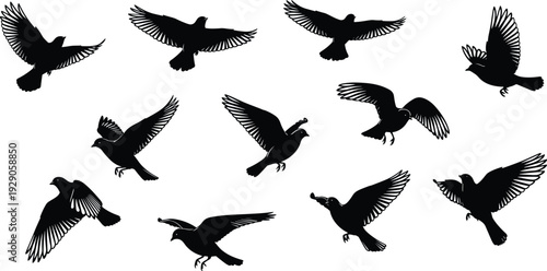 Black bird silhouettes in flight, vector set of flying crows, ravens, and pigeons, wildlife icons for nature and sky design,