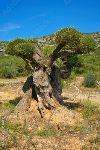 A very old, twisted olive tree with a thick trunk and spreading branches is set against a backdrop of green hills and a clear blue sky