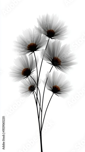 Three white flowers delicate white blossoms with slender black stems showcasing natural beauty and simplicity