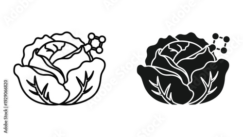 Cabbage vegetable icon set in modern line art style