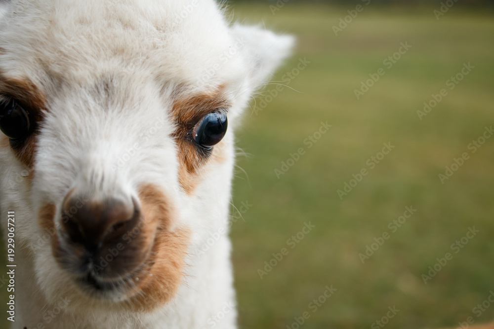 Fototapeta premium Alpaca cria eye and fur close-up