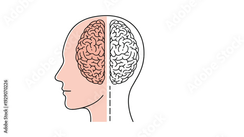 Anatomical illustration of a human head silhouette featuring the left and right hemispheres of the brain divided by a central line.