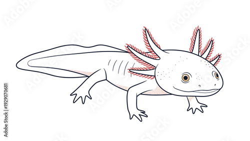 Detailed illustration of a white axolotl also known as a mexican walking fish with pink gills on a plain white background.