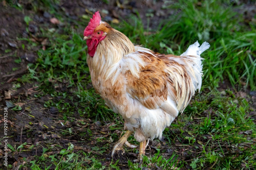 Fototapeta premium A red rooster walks outside in summer. Poultry farming.