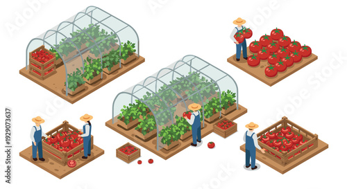 isometric tomato farm growing and harvesting hand drawn illustration set with greenhouses farmers and crates