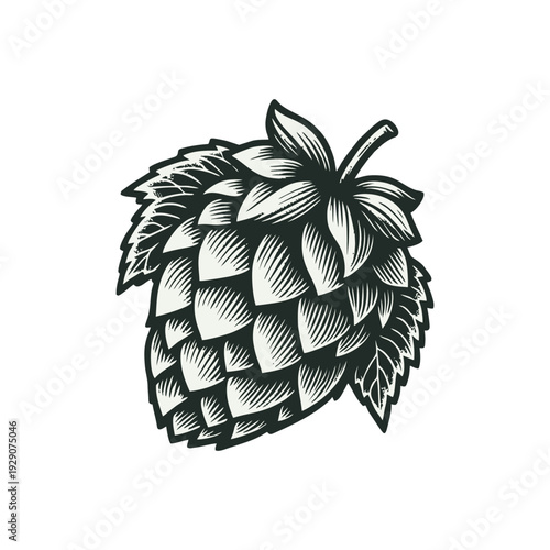 Hand Drawn Hop Cone with Leaves, Vintage Woodcut Style Illustration