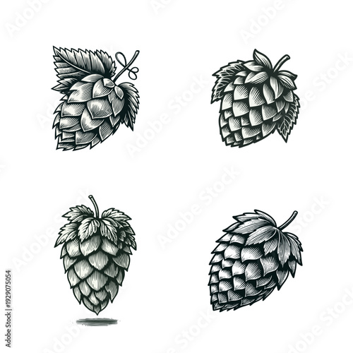 Engraved Hops Illustrations Set. Four Vintage Hop Cones for Brewing Beer and Craft Beverage Design.