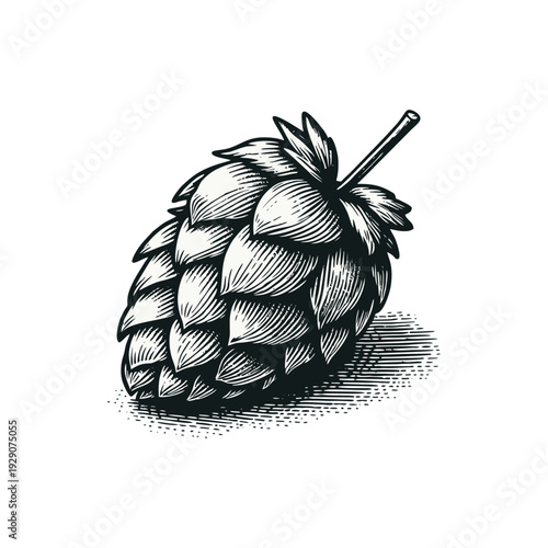 Hop Cone Woodcut Illustration Black and White. Detailed Graphic of Humulus Lupulus for Craft Beer Brewing, Oktoberfest, and Beverage Industry Design.