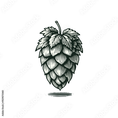 Detailed vintage illustration of a hop cone, a key ingredient for brewing beer.
