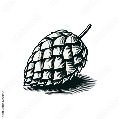 Vintage Engraved Hop Cone Illustration for Beer Brewing