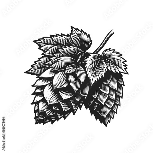 Vintage Engraved Hops Branch with Cones and Leaves for Brewing Beer Illustration