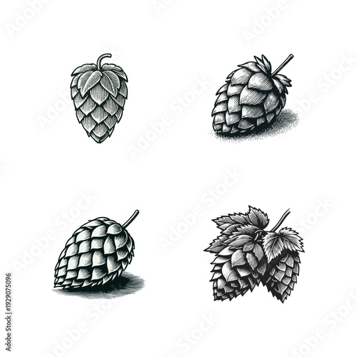 Vintage Engraved Hop Cone Illustrations for Craft Beer and Brewing Design