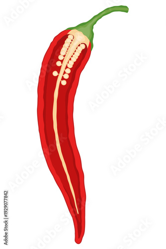 Cross section of chili pepper illustration 
