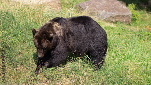 Obraz na plátně Brown bear walking through green grass in an outdoor habitat